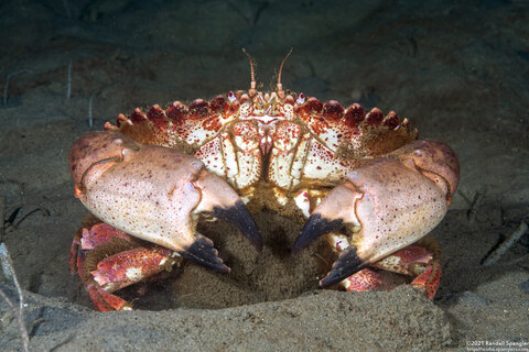 Cancer antennarius (Pacific Rock Crab); With eggs