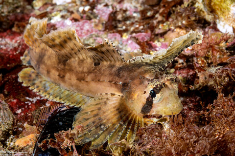 Nautichthys oculofasciatus (Sailfin Sculpin)