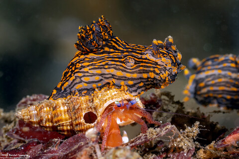 Pagurus retrorsimanus (Pagurus Retrorsimanus); Dorid riding on a hermit crab