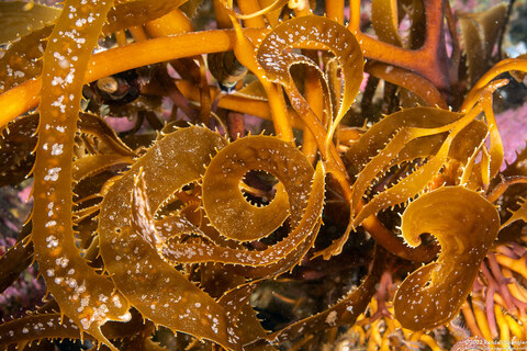 Macrocystis pyrifera (Giant Kelp); Fronds coming directly off holdfast