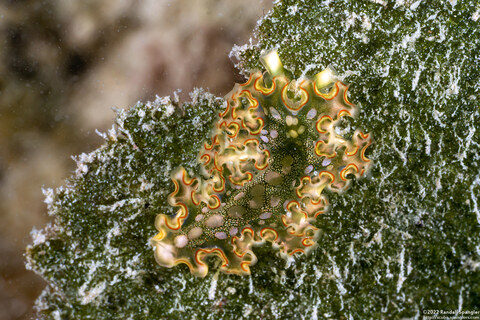 Elysia crispata (Lettuce Slug)