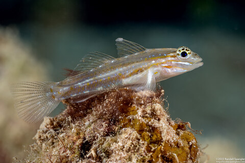 Coryphopterus bol (Sand-Canyon Goby)