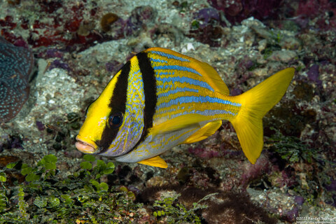 Anisotremus virginicus (Porkfish)