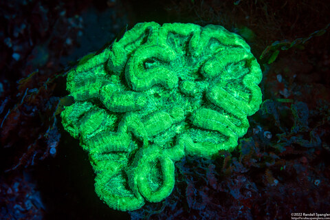 Isophyllia sinuosa (Sinuous Cactus Coral)