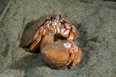 Pagurus armatus (Blackeyed Hermit Crab)
