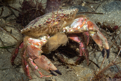 Cancer antennarius (Pacific Rock Crab); Carrying eggs