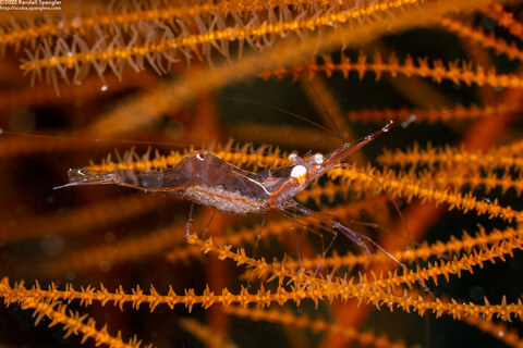 Manipontonia psamathe (Translucent Gorgonian Shrimp)