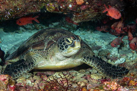 Chelonia mydas (Green Sea Turtle)