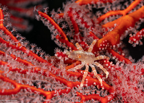 Xenocarcinus depressus (Depressed Spider Crab)