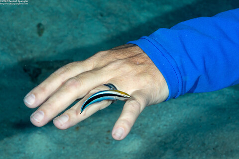 Labroides dimidiatus (Bluestreak Cleaner Wrasse); Cleaning my wife's hand
