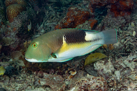 Choerodon anchorago (Anchor Tuskfish)