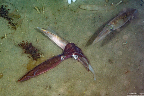 Doryteuthis opalescens (Market Squid); Squid mating