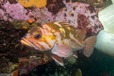 Sebastes caurinus (Copper Rockfish)