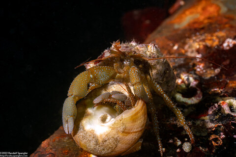 Pagurus granosimanus (Grainyhand Hermit Crab)