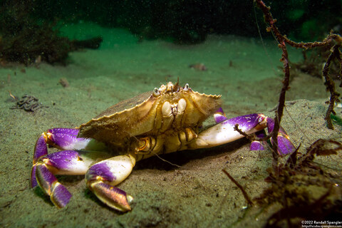 Metacarcinus gracilis (Graceful Crab); Missing front claws