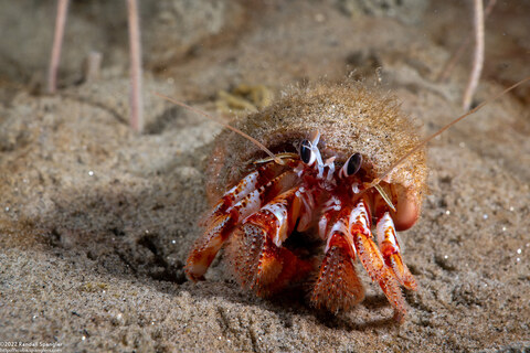 Pagurus armatus (Blackeyed Hermit Crab)