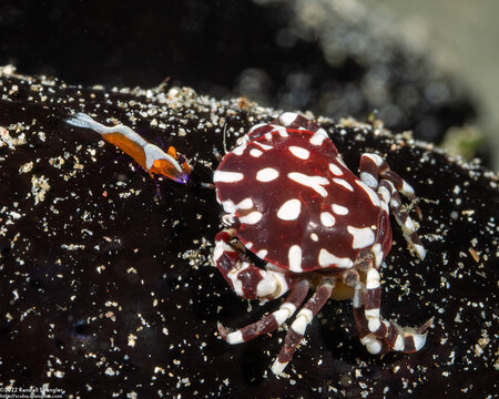 Lissocarcinus orbicularis (Sea Cucumber Crab)