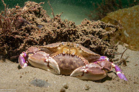 Metacarcinus gracilis (Graceful Crab); Mating