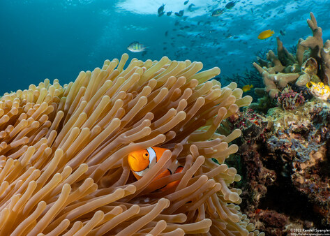 Amphiprion percula (Clown Anemonefish)