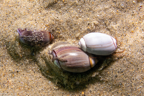 Callianax biplicata (Olive Snail); Grainyhand hermit crab on right