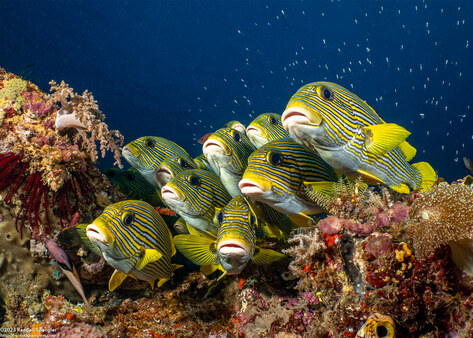 Plectorhinchus polytaenia (Ribbon Sweetlips)