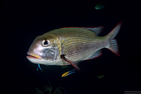 Monotaxis grandoculis (Humpnose Bigeye Bream)