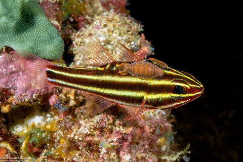 Ostorhinchus nigrofasciatus (Blackstripe Cardinalfish)