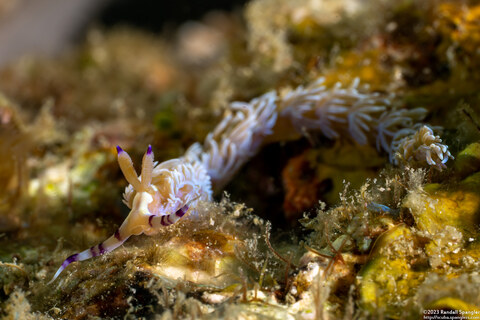 Pteraeolidia semperi (Blue Dragon Nudibranch)