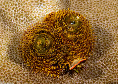 Spirobranchus sp.1 (Christmas Tree Worm)