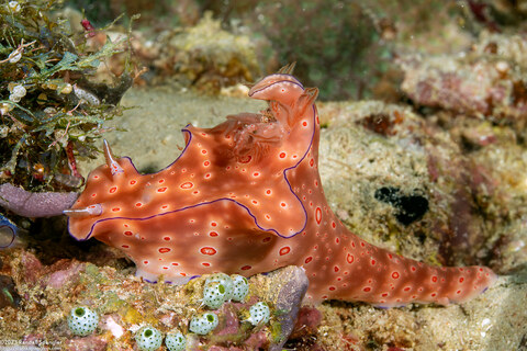 Ceratosoma trilobatum (Three-Lobed Ceratosoma)