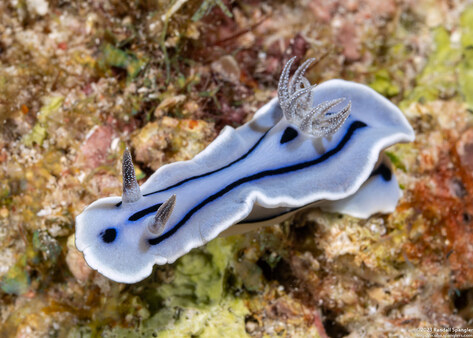 Chromodoris willani (Willan's Chromodoris)