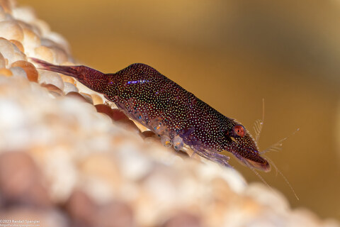 Zenopontonia soror (Sea Star Shrimp); Carrying eggs