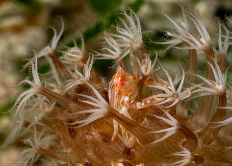 Porcellanella triloba (Three-Lobed Porcelain Crab)