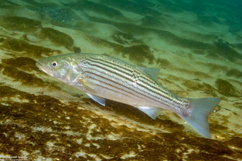 Morone saxatilis (Striped Bass)