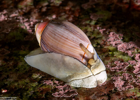 Callianax biplicata (Olive Snail)