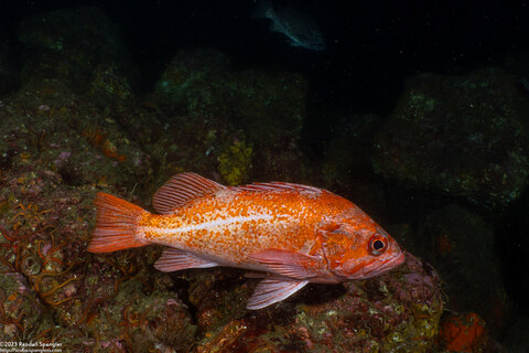Sebastes miniatus (Vermilion Rockfish)