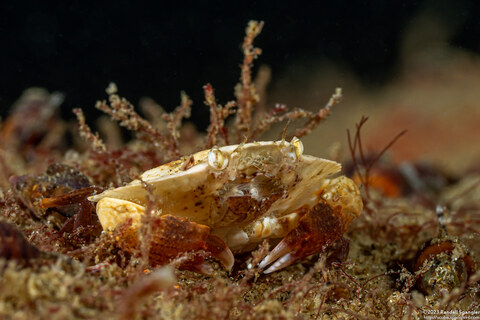 Cancer productus (Red Rock Crab); Tiny juvenile, 1/2" across