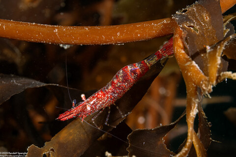 Heptacarpus tenuissimus (Slender Shrimp)