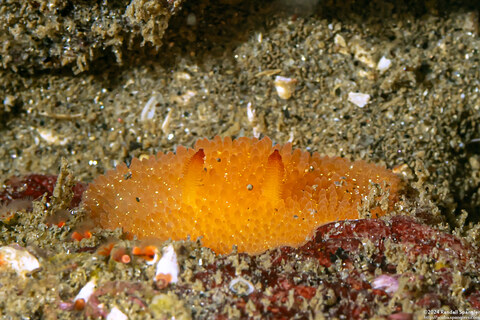 Acanthodoris brunnea (Brown Horned Dorid)