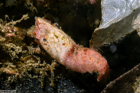 Spirontocaris prionota (Deep Blade Shrimp)