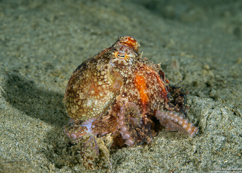 Octopus rubescens (Red Octopus)