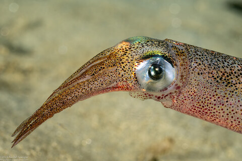 Doryteuthis opalescens (Market Squid)