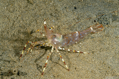 Pandalus gurneyi (California Longbeak Shrimp)