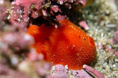 Aldisa sanguinea (Red Aldisa)