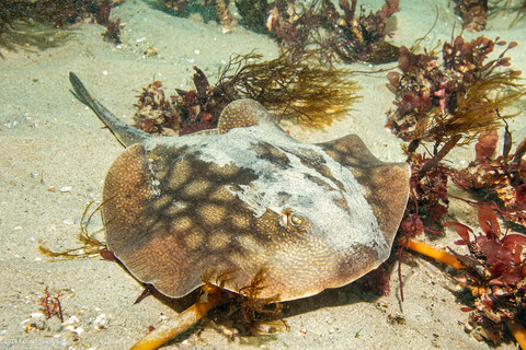 Urobatis halleri (Round Stingray)