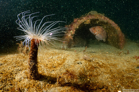 Pachycerianthus fimbriatus (Tube-Dwelling Anemone); Anemone and the end of the big pipe