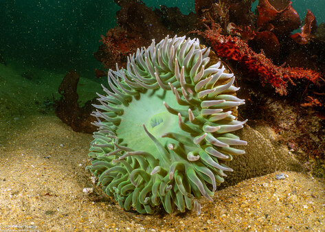 Anthopleura xanthogrammica (Giant Green Anemone)