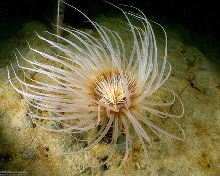 Pachycerianthus fimbriatus (Tube-Dwelling Anemone)