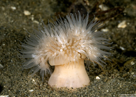 Metridium senile (Plumose Anemone)