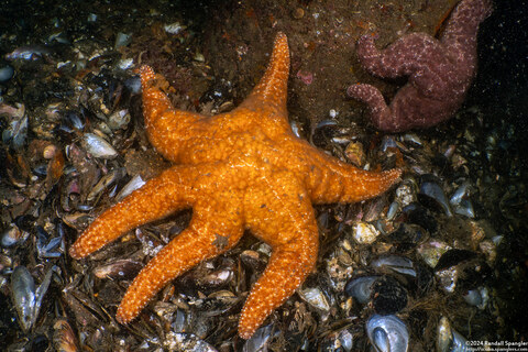 Pisaster ochraceus (Ochre Star)